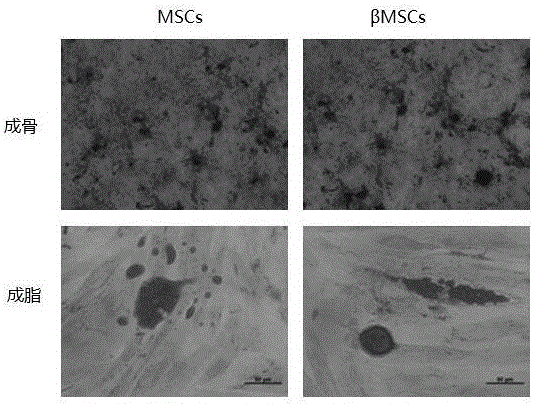 Exosome, preparing method of exosome and application of exosome in preparing medicine or preparation for treating sepsis