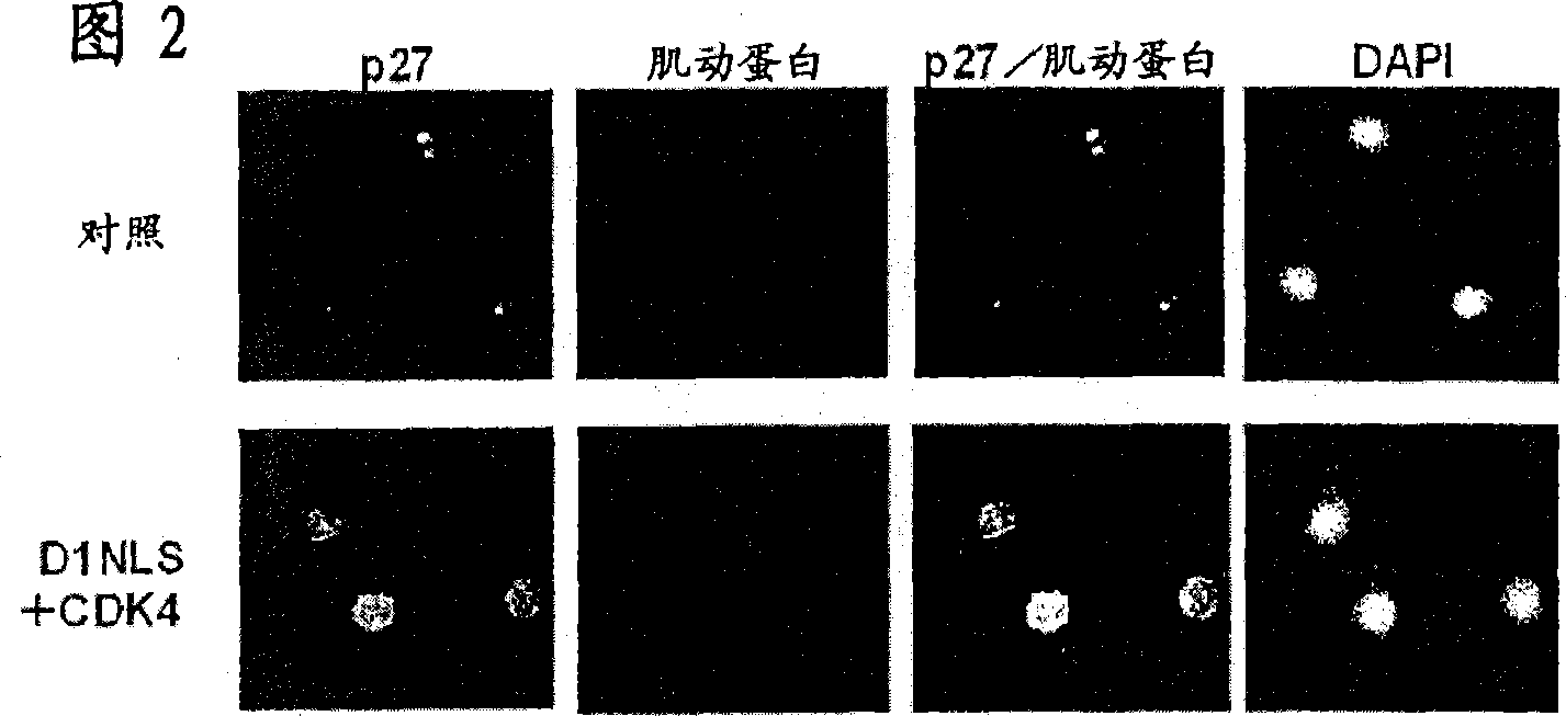 Method of growing myocardial cells