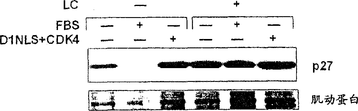 Method of growing myocardial cells