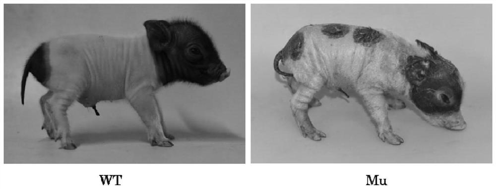 A mutant gene and its use for constructing a minipig model of ichthyosis variegata