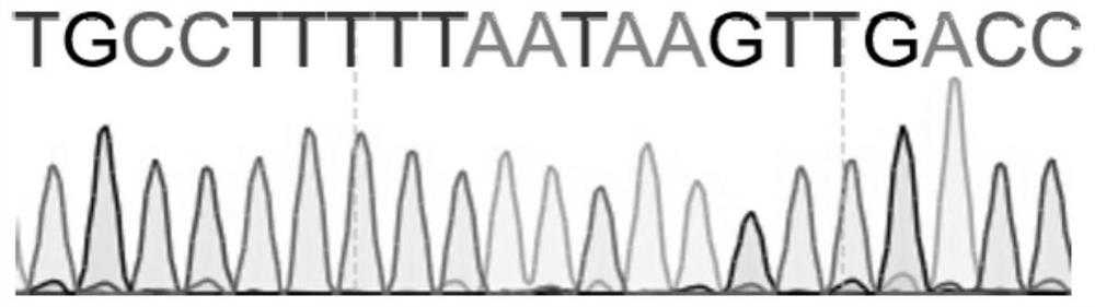 A mutant gene and its use for constructing a minipig model of ichthyosis variegata