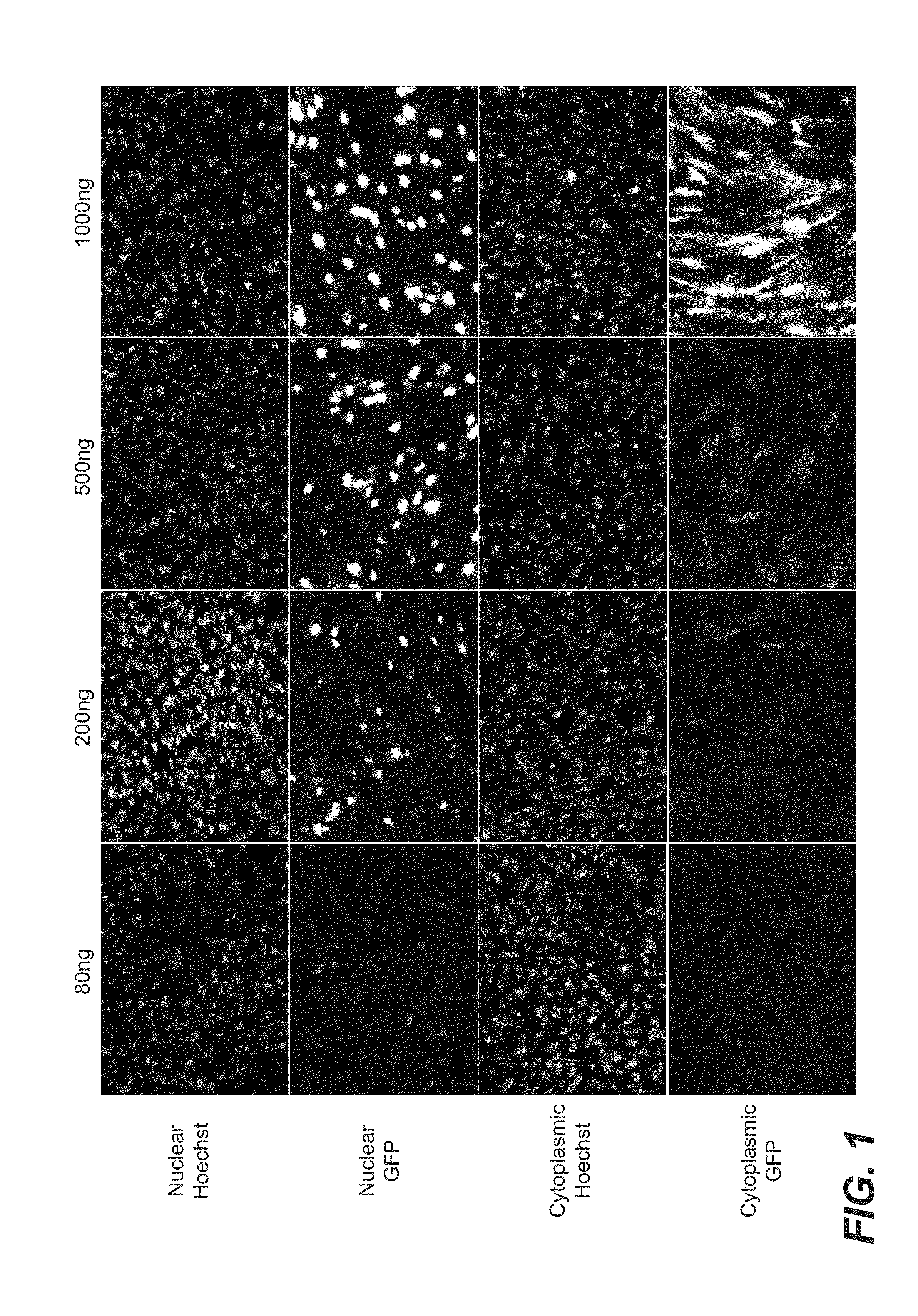 Methods and compositions for producing induced hepatocytes