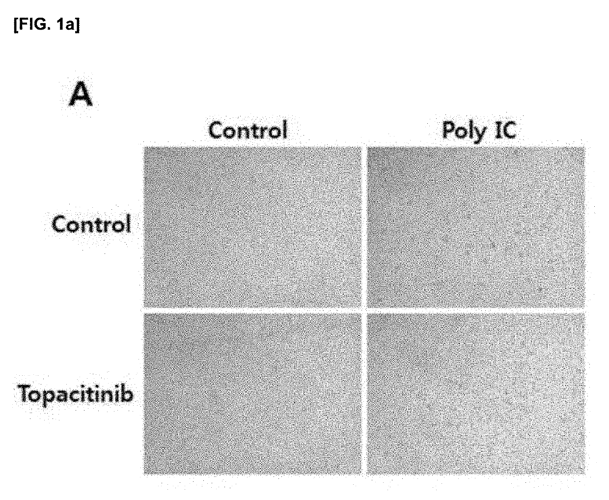 Composition for proliferation, differentiation promotion, or senescence inhibition of stem cells, containing jak1 inhibitor as active ingredient