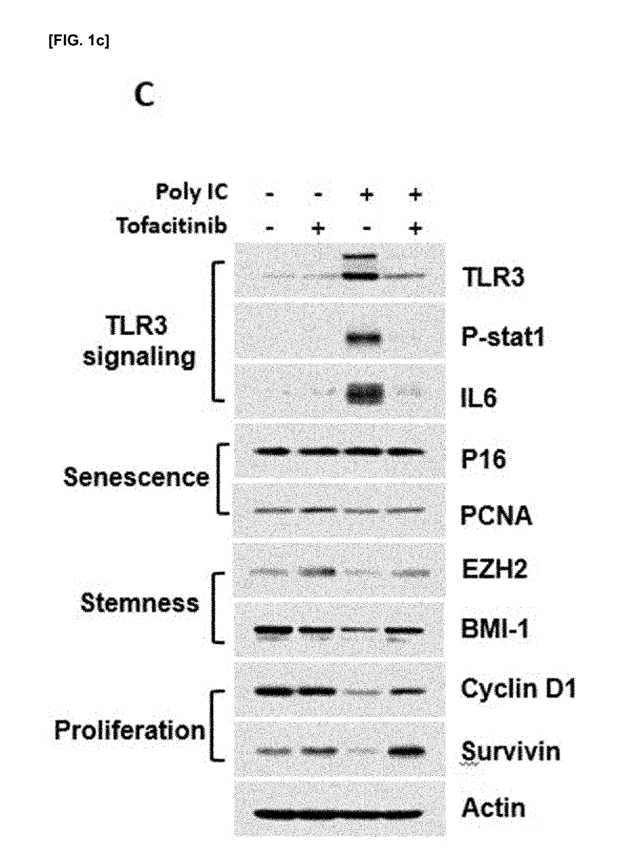 Composition for proliferation, differentiation promotion, or senescence inhibition of stem cells, containing jak1 inhibitor as active ingredient