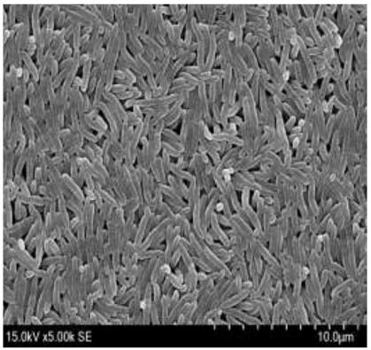 Rapeseed pseudomonas with plant growth promoting effect