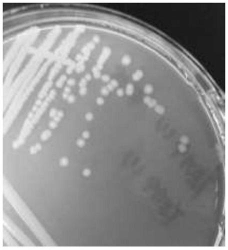 Rapeseed pseudomonas with plant growth promoting effect