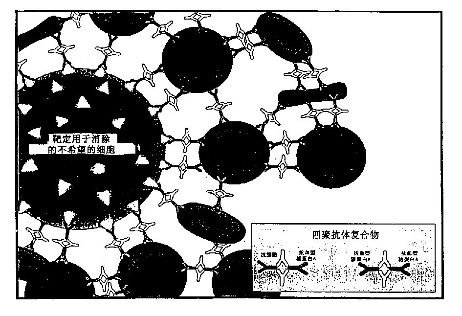 Method for separating cells using immunorosettes