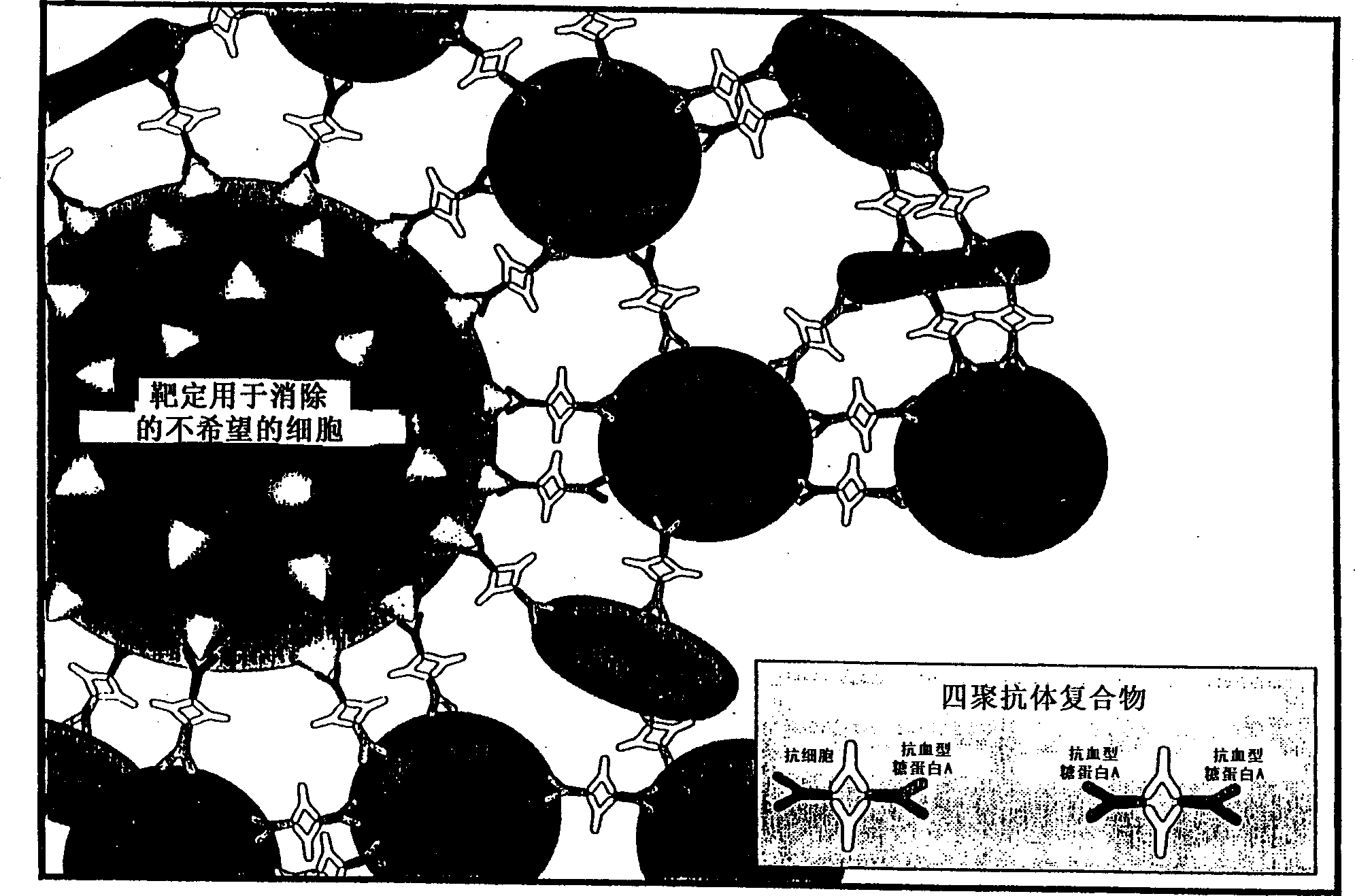 Method for separating cells using immunorosettes