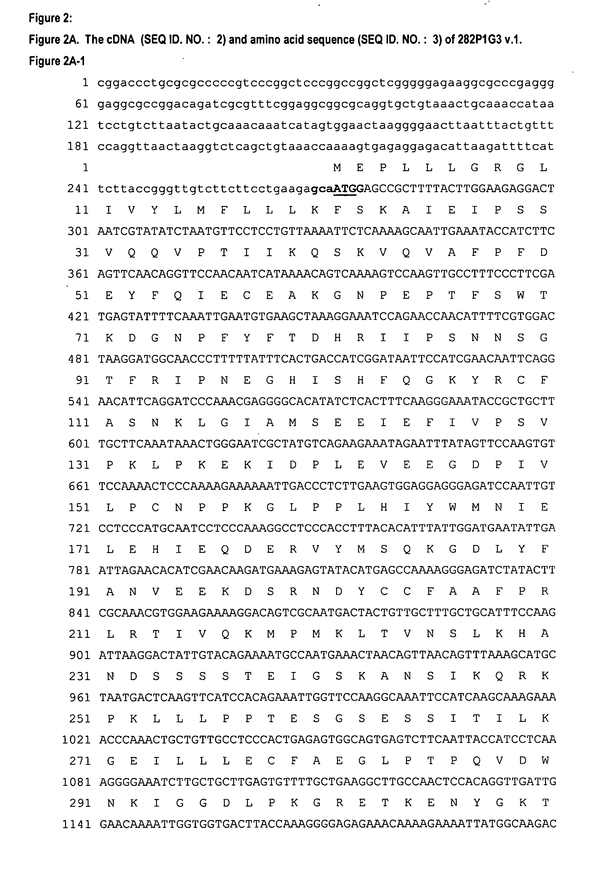 Nucleic acids and corresponding proteins entitled 282P1G3 useful in treatment and detection of cancer