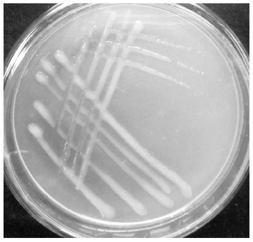 A rhizomatous strain of pea sp. vs21-2 and its application