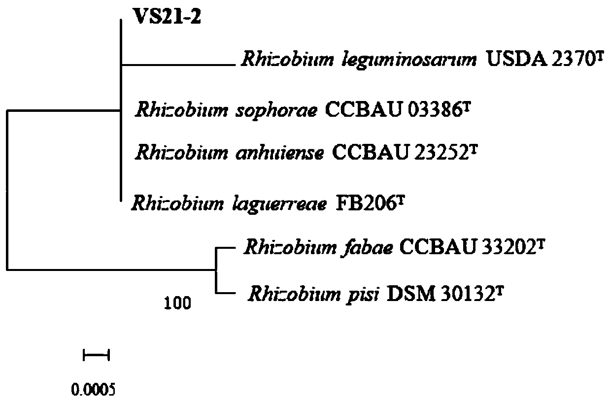 A rhizomatous strain of pea sp. vs21-2 and its application