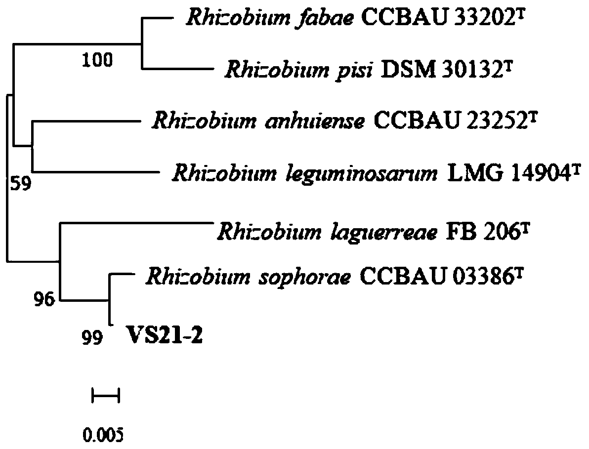 A rhizomatous strain of pea sp. vs21-2 and its application