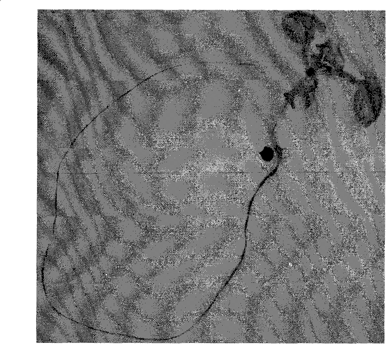 Root specific promoter and recombinant expression vector thereof