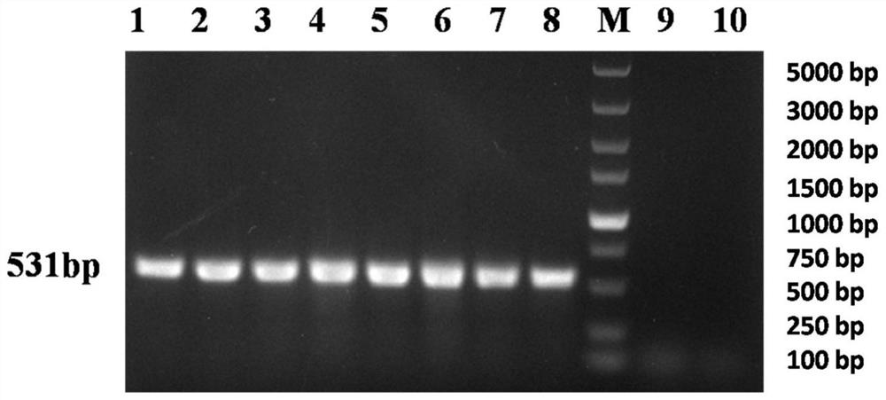 Inert carrier indirect agglutination test detection system and its application