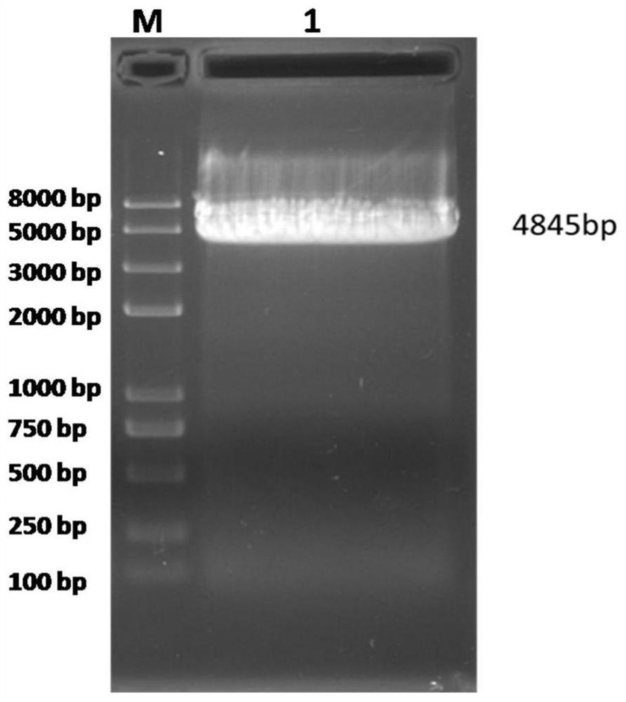 Inert carrier indirect agglutination test detection system and its application