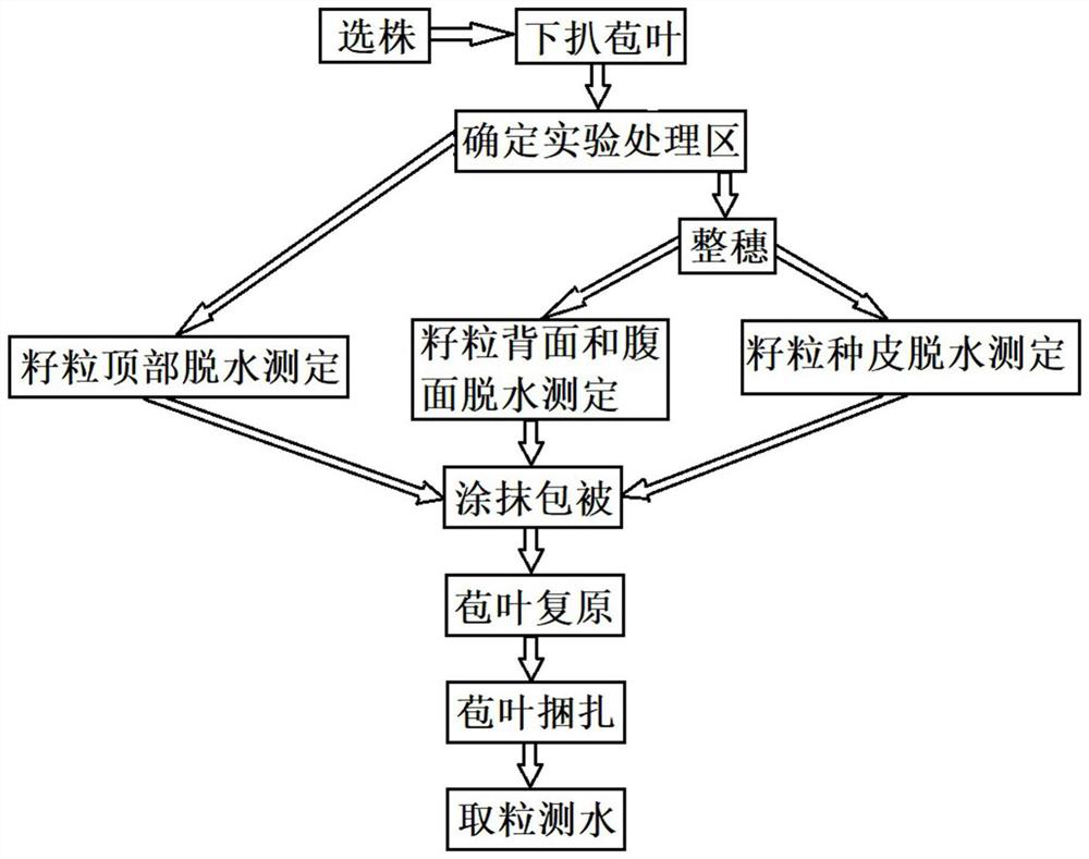 An In Situ Method for the Study of Maize Kernel Dehydration