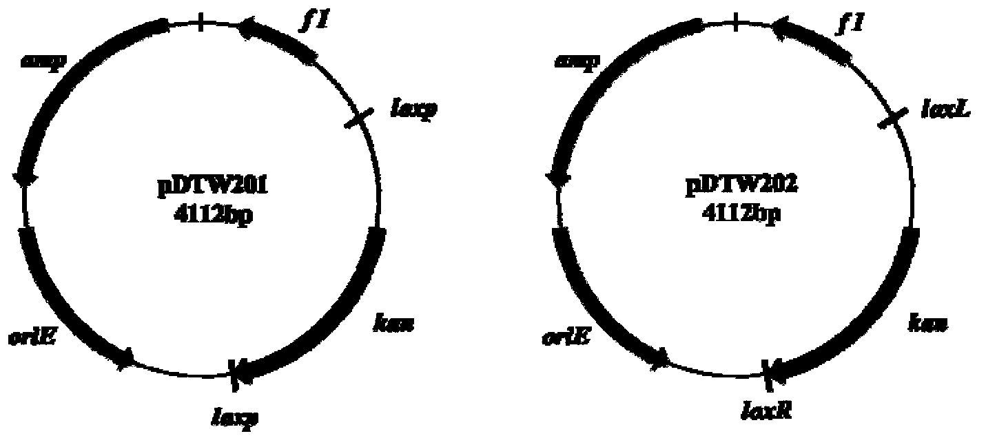 Corynebacterium gene continuous knockout system, as well as construction method and application thereof