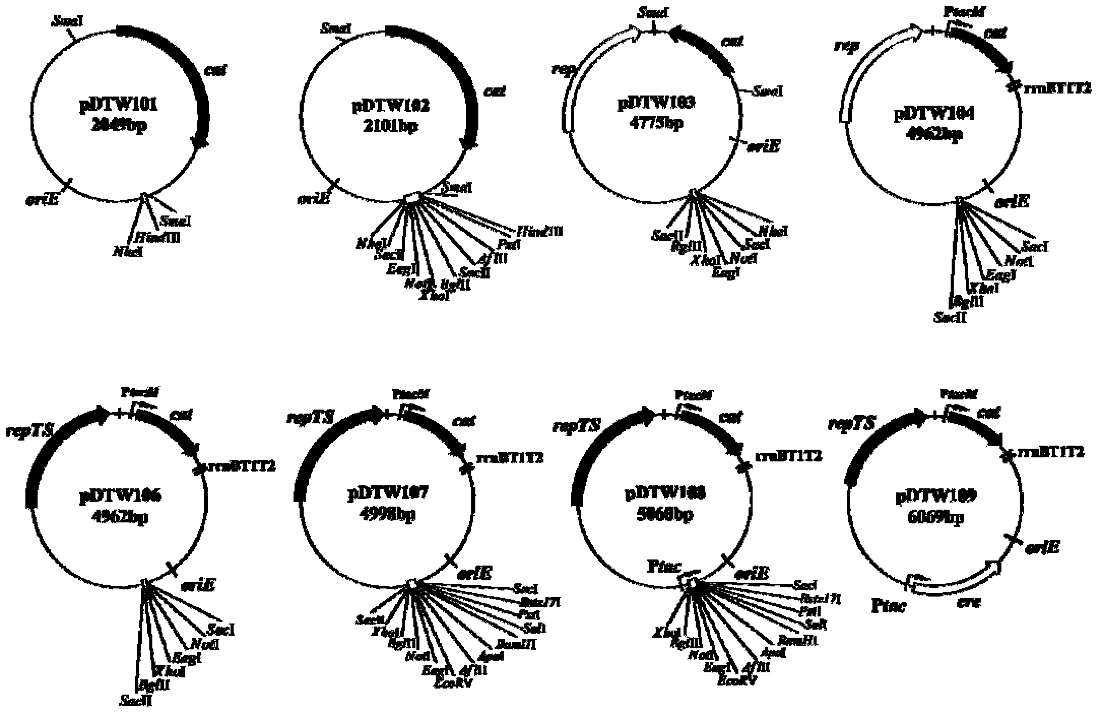 Corynebacterium gene continuous knockout system, as well as construction method and application thereof