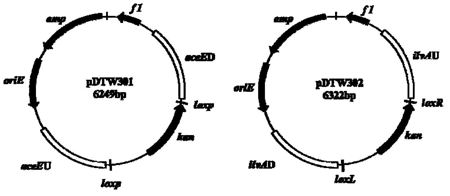 Corynebacterium gene continuous knockout system, as well as construction method and application thereof