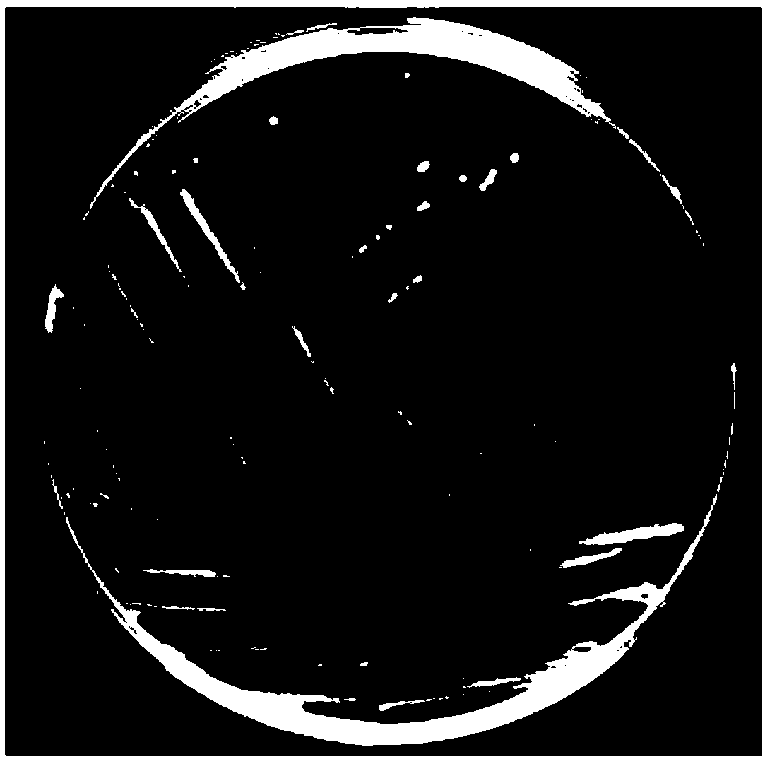 Microbial population sensing signal molecule degrading bacterium and application thereof in disease prevention and control