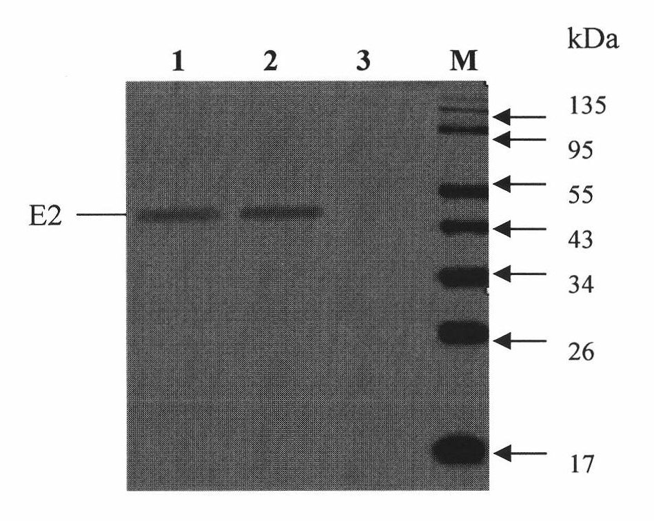 Adenovirus/viruses A replicon chimeric vector hogcholeravaccine and application thereof