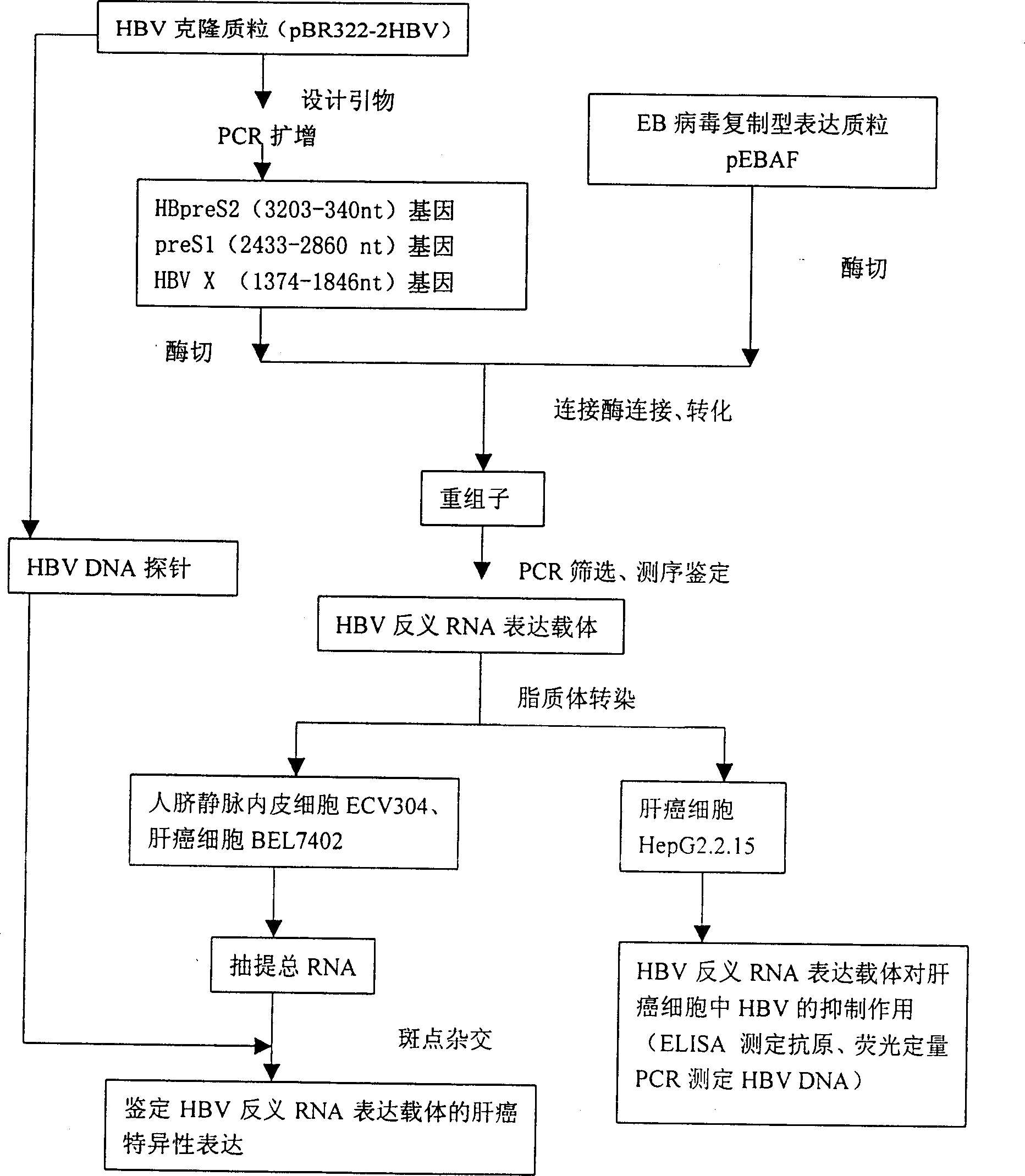 Hepatitis B virus antisense RNA expression vector targeting liver cancer and its construction process and use