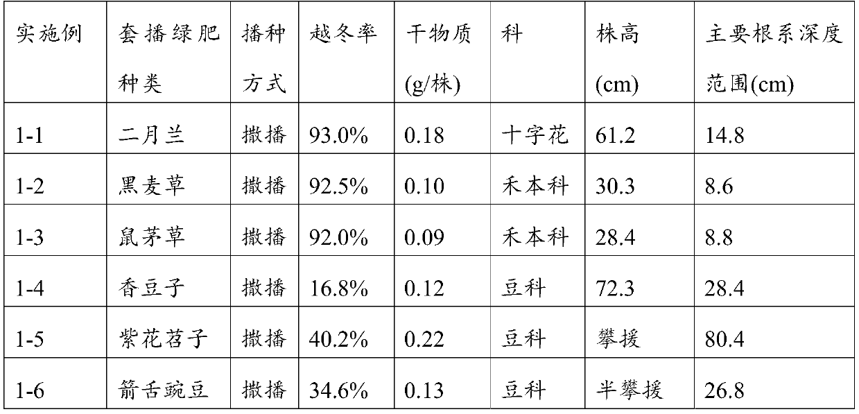 Planting method of interplanting orychophragmus violaceus and purple flower Chinese trumpet creeper as green manure in cotton field