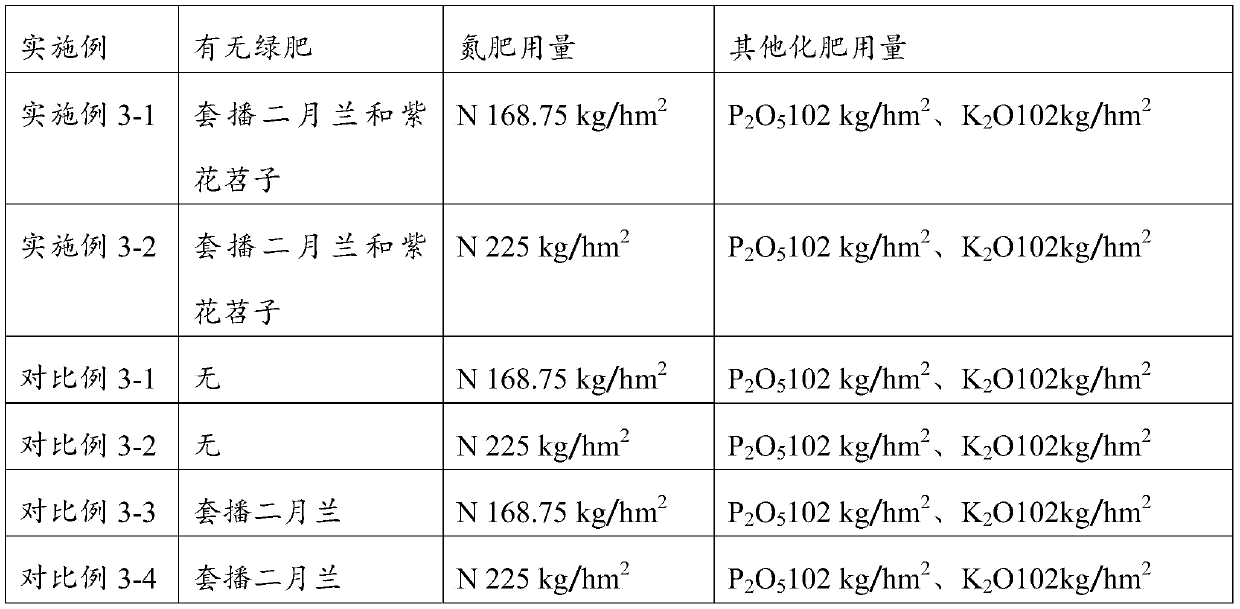 Planting method of interplanting orychophragmus violaceus and purple flower Chinese trumpet creeper as green manure in cotton field