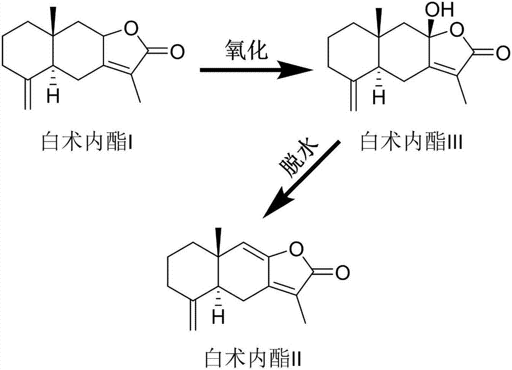 Mesenchymal stem cell proliferation and differentiation culture solution with atractylenolide II as nutrient factor