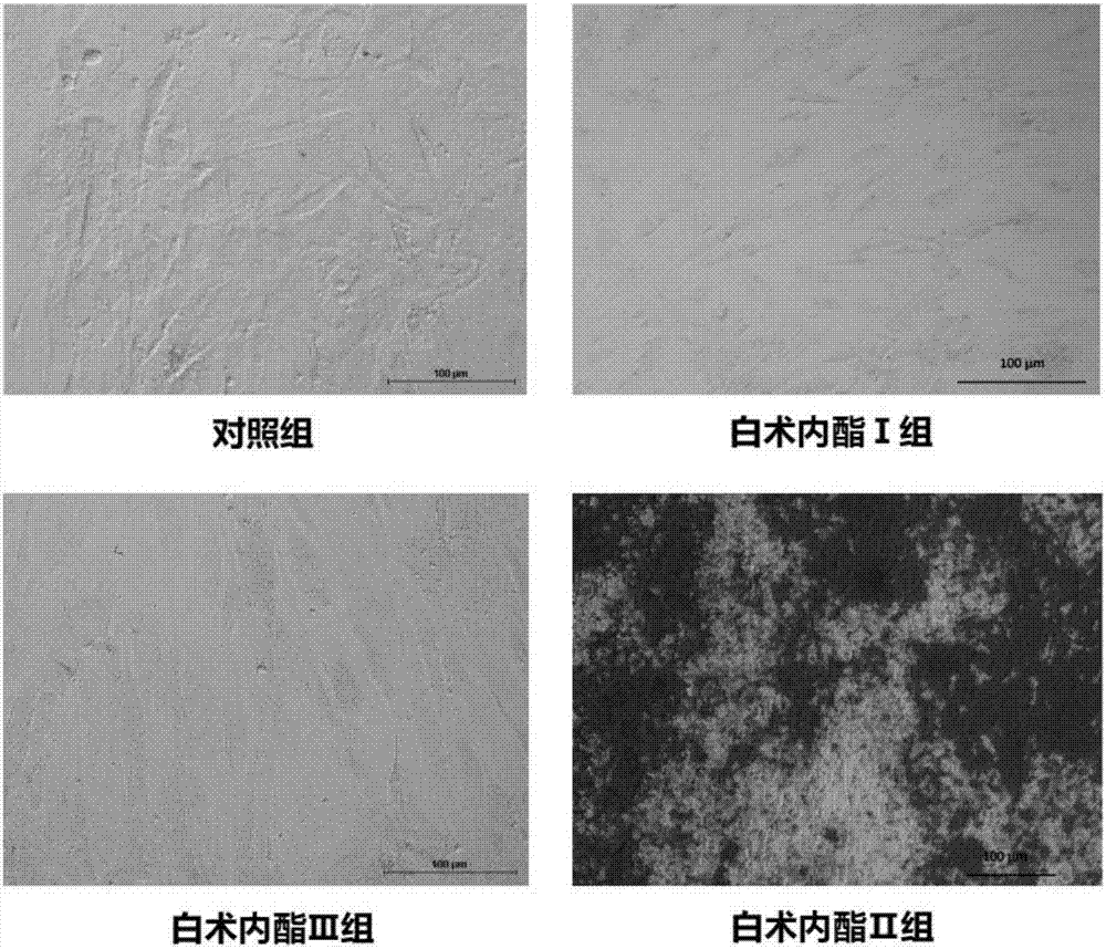 Mesenchymal stem cell proliferation and differentiation culture solution with atractylenolide II as nutrient factor