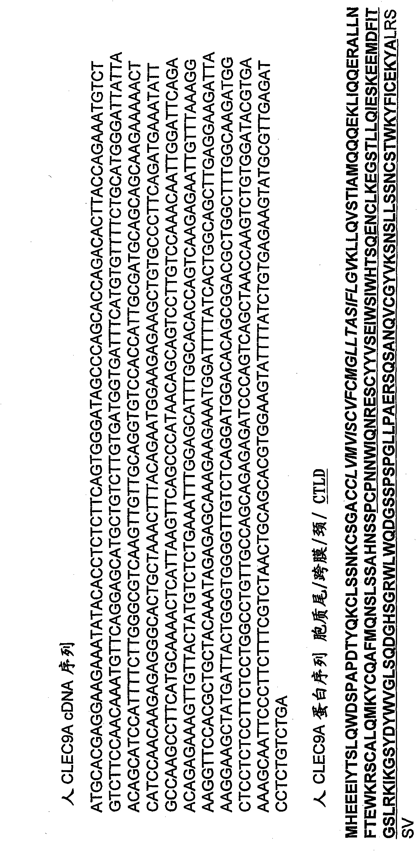 Immune modulation via C-type lectin