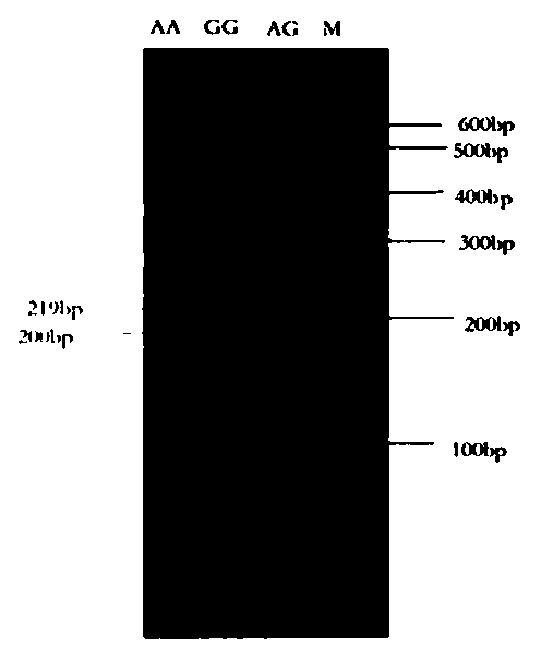 Detection method for cattle RET (Reticulocyte) gene single nucleotide polymorphism site and detection kit and application thereof