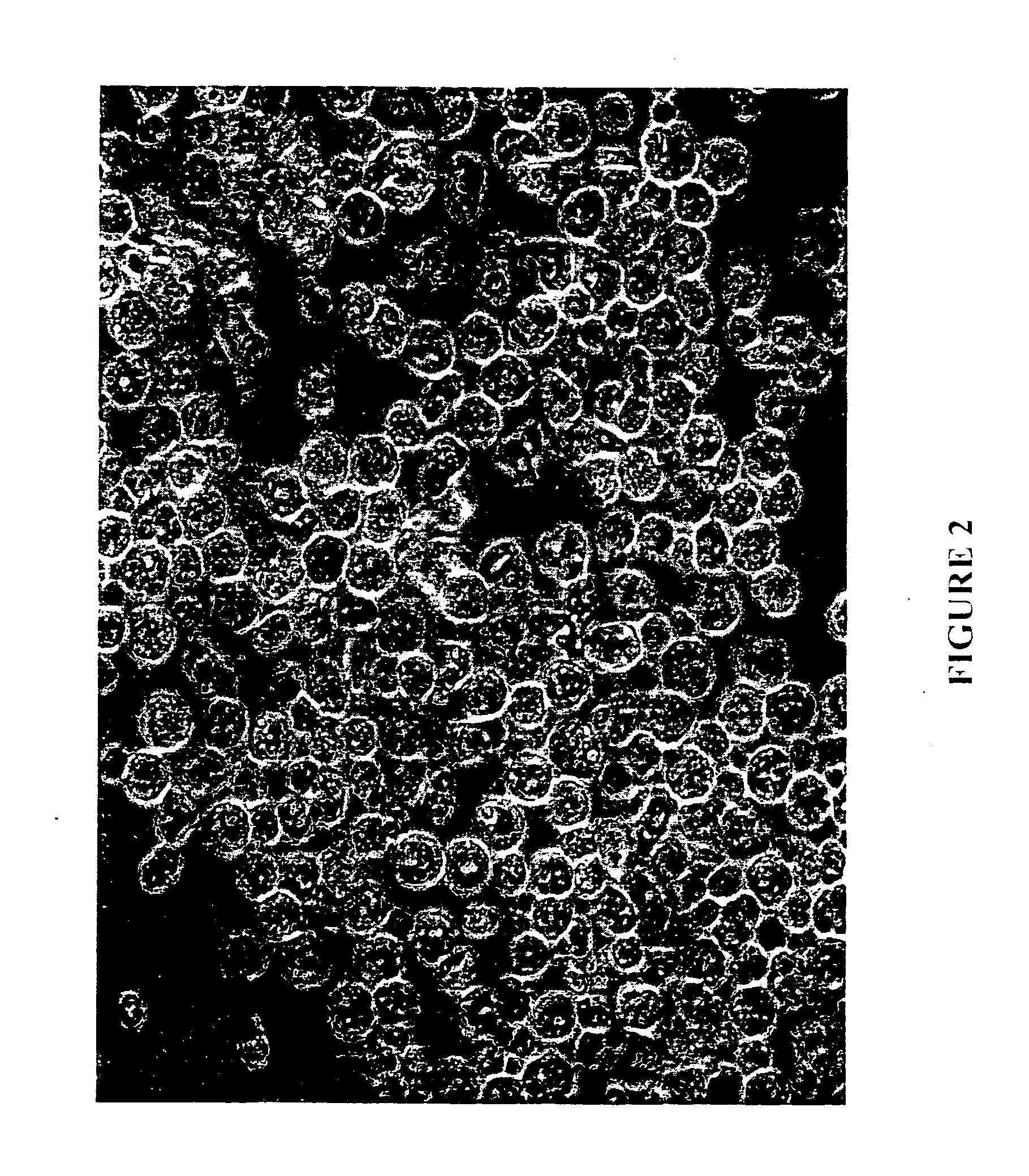 Tissue culture medium for culturing potentially regenerative cells and functional tissue-organs in vitro