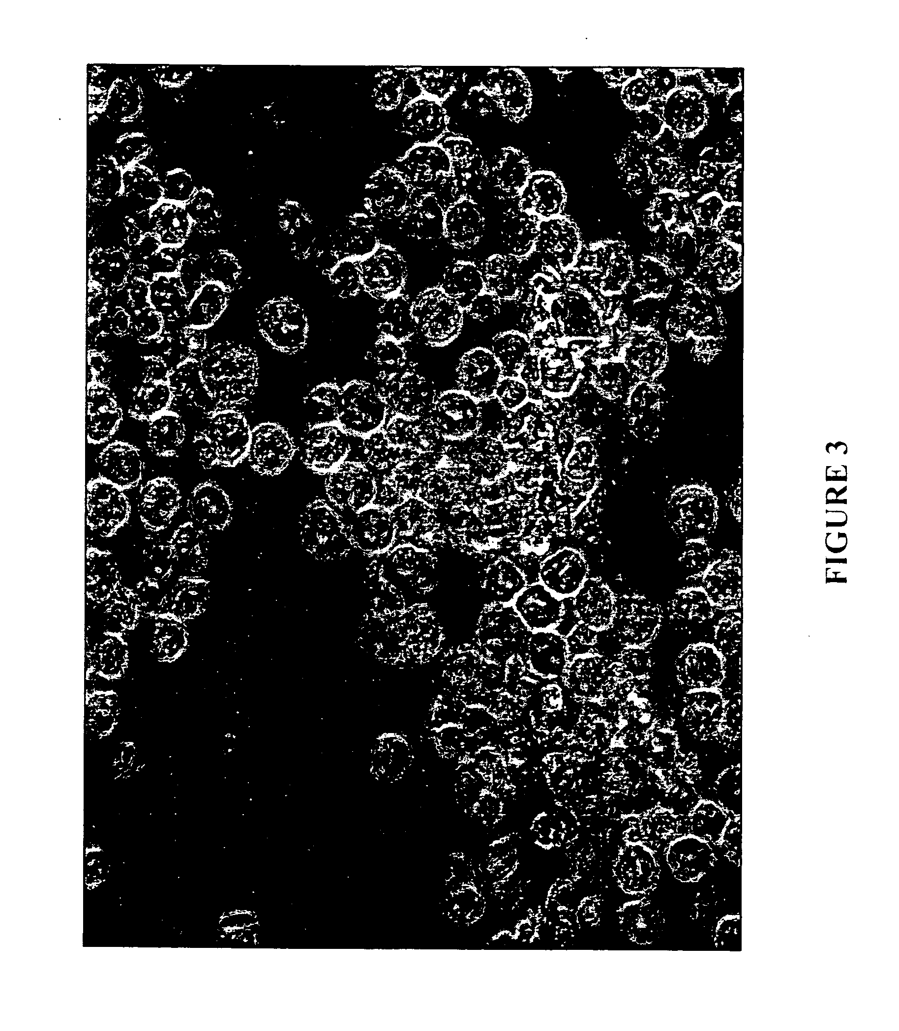 Tissue culture medium for culturing potentially regenerative cells and functional tissue-organs in vitro