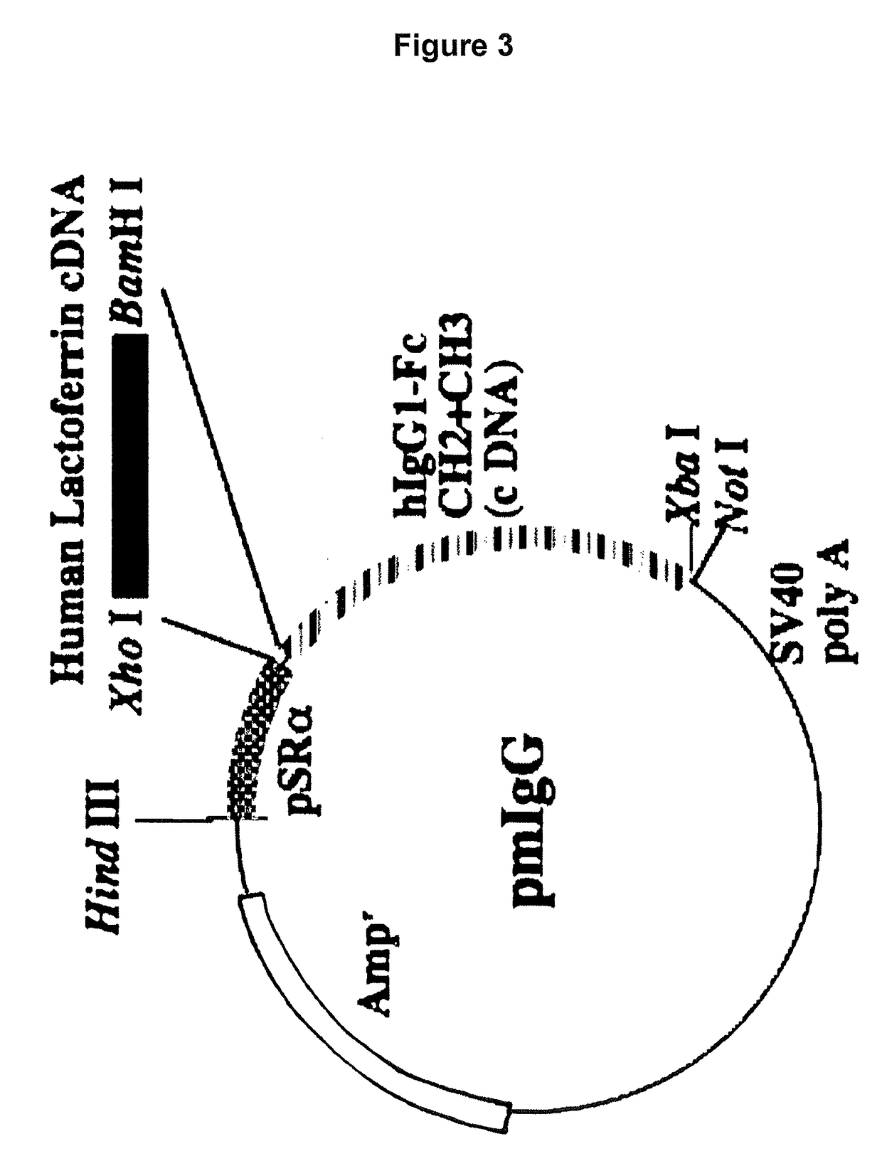 Lactoferrin fusion protein and method for preparation thereof