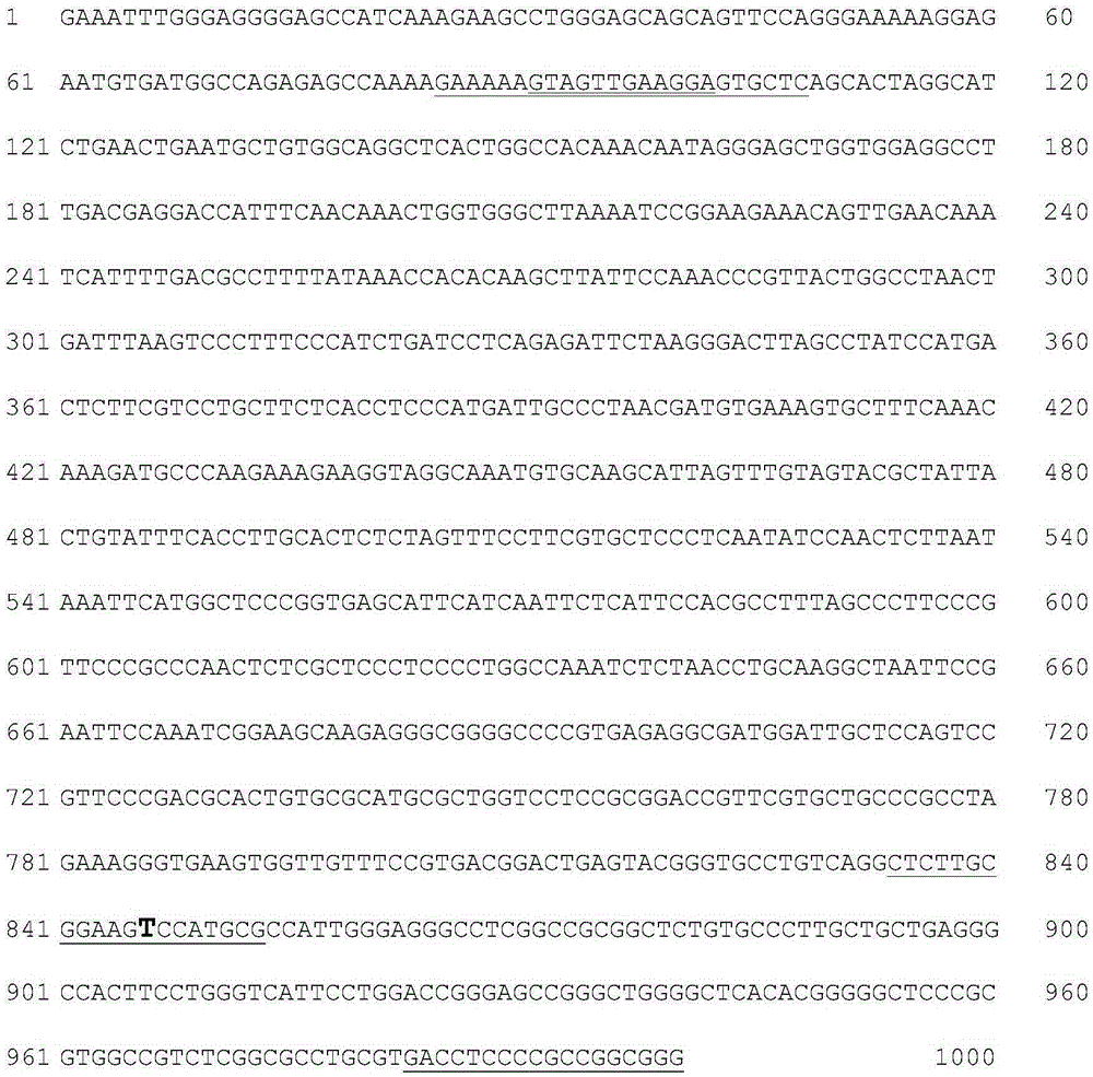 Artificial transcription factors for the treatment of diseases caused by opa1 haploinsufficiency