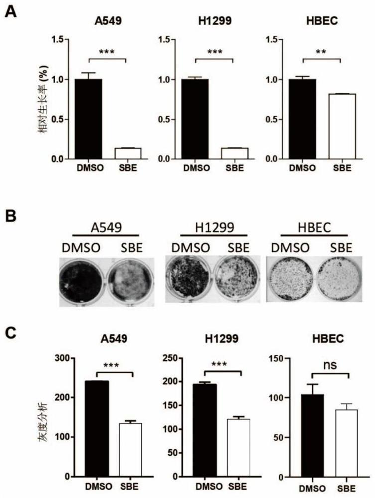 Application of SOX2 targeted drug to inhibiting proliferation of lung cancer stem cells