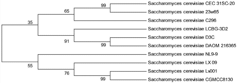 Saccharomyces cerevisiae capable of auto-synthesizing terpenoid substances and applications thereof