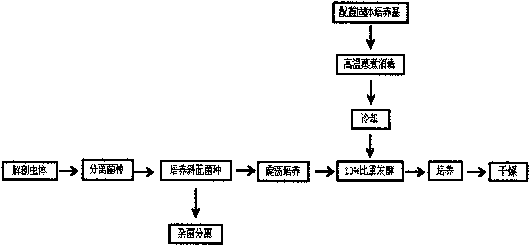 Paecilomyces hepialid mycelium and preparation method thereof