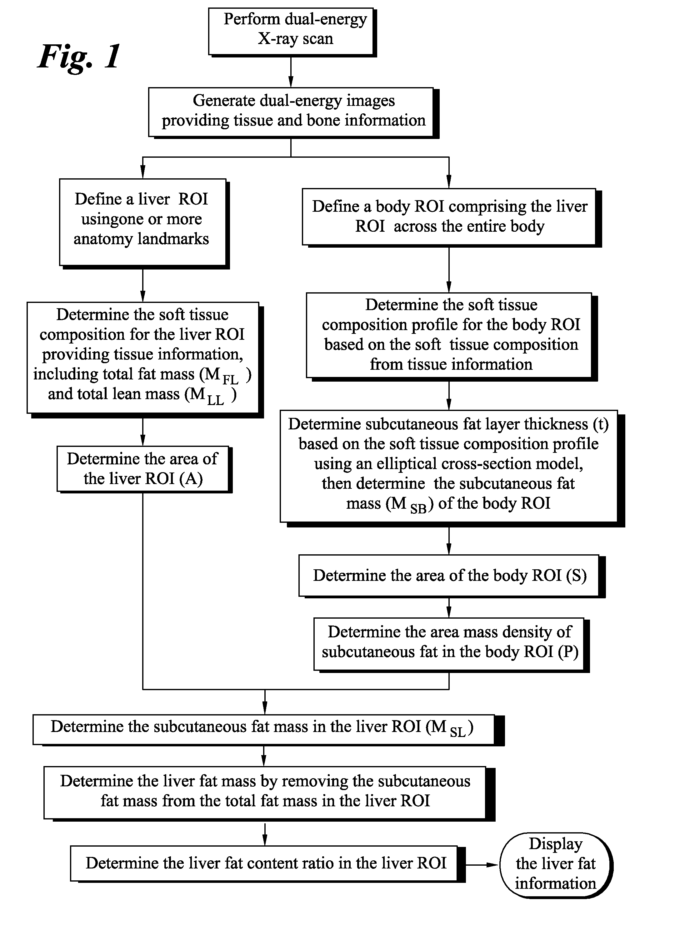 Method for measuring liver fat mass using dual-energy x-ray absorptiometry