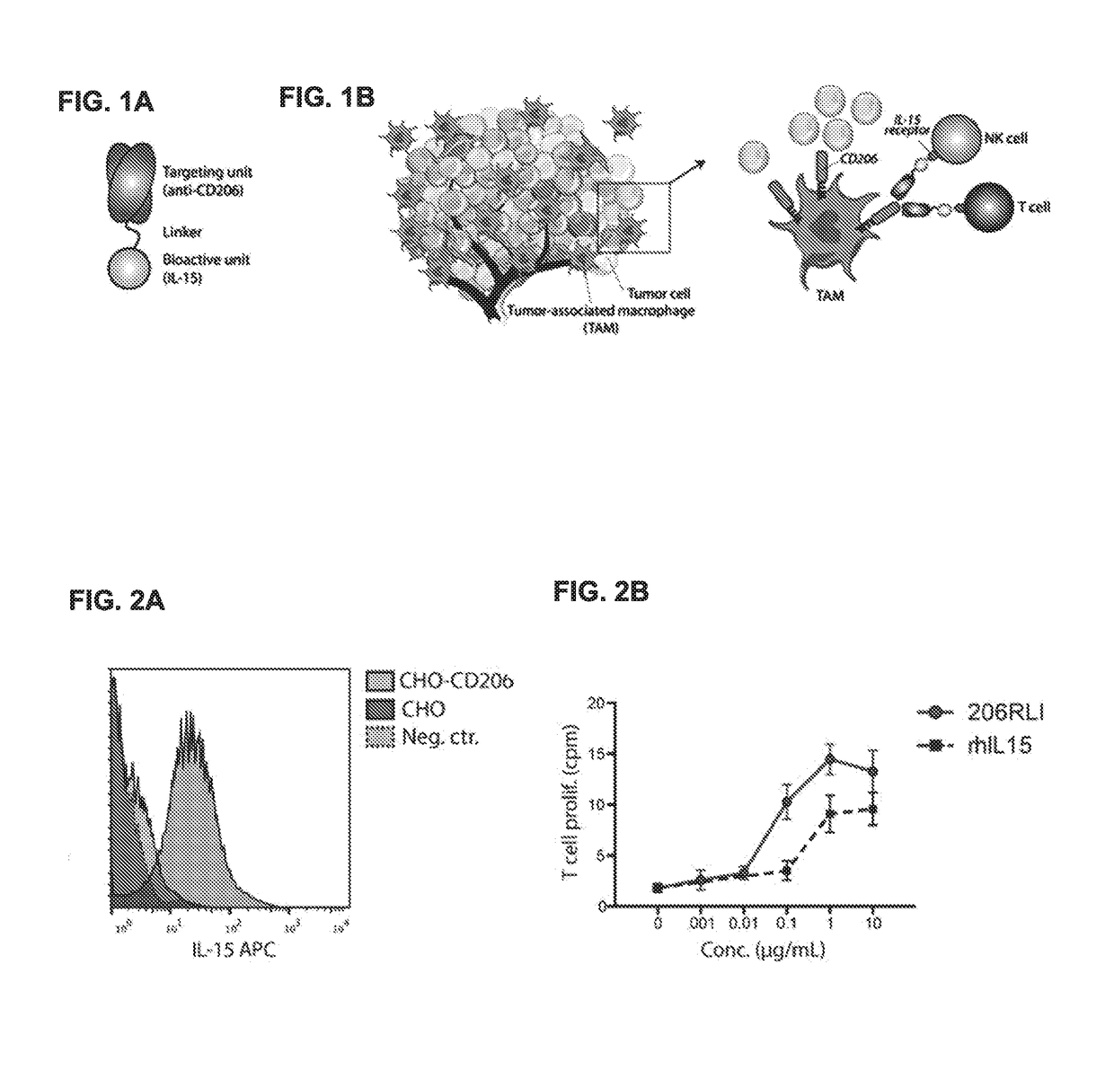 Fusion proteins targeting tumour associated macrophages for treating cancer