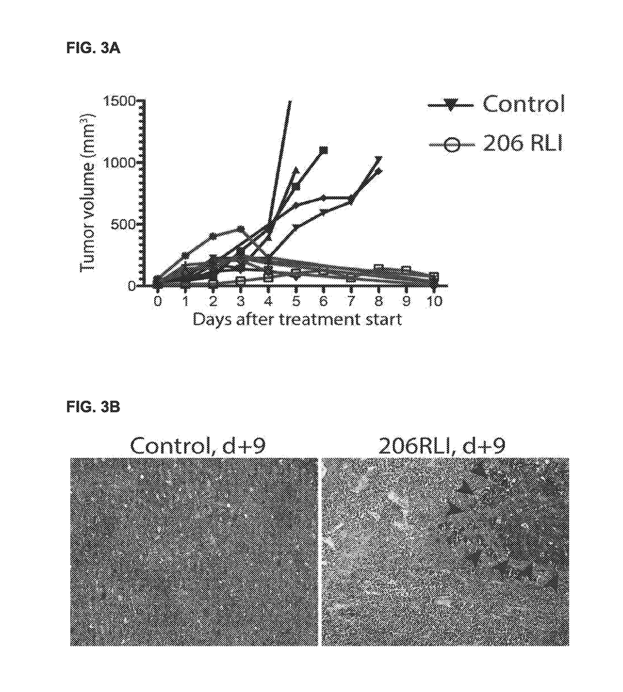 Fusion proteins targeting tumour associated macrophages for treating cancer