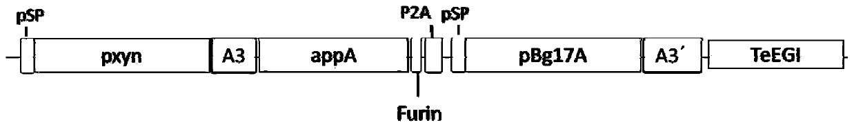 Multifunctional fusion enzyme XABT gene and construction method and application thereof