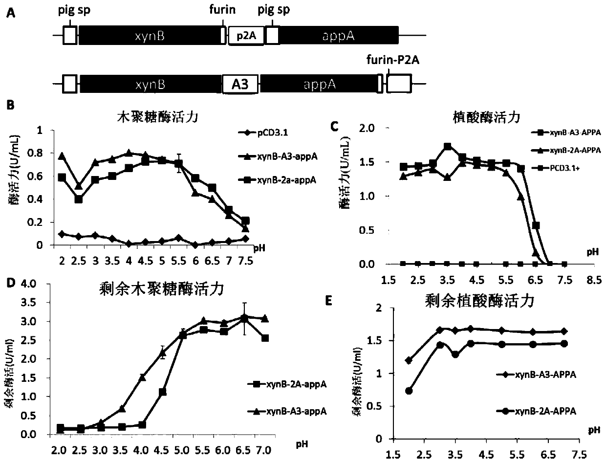 Multifunctional fusion enzyme XABT gene and construction method and application thereof