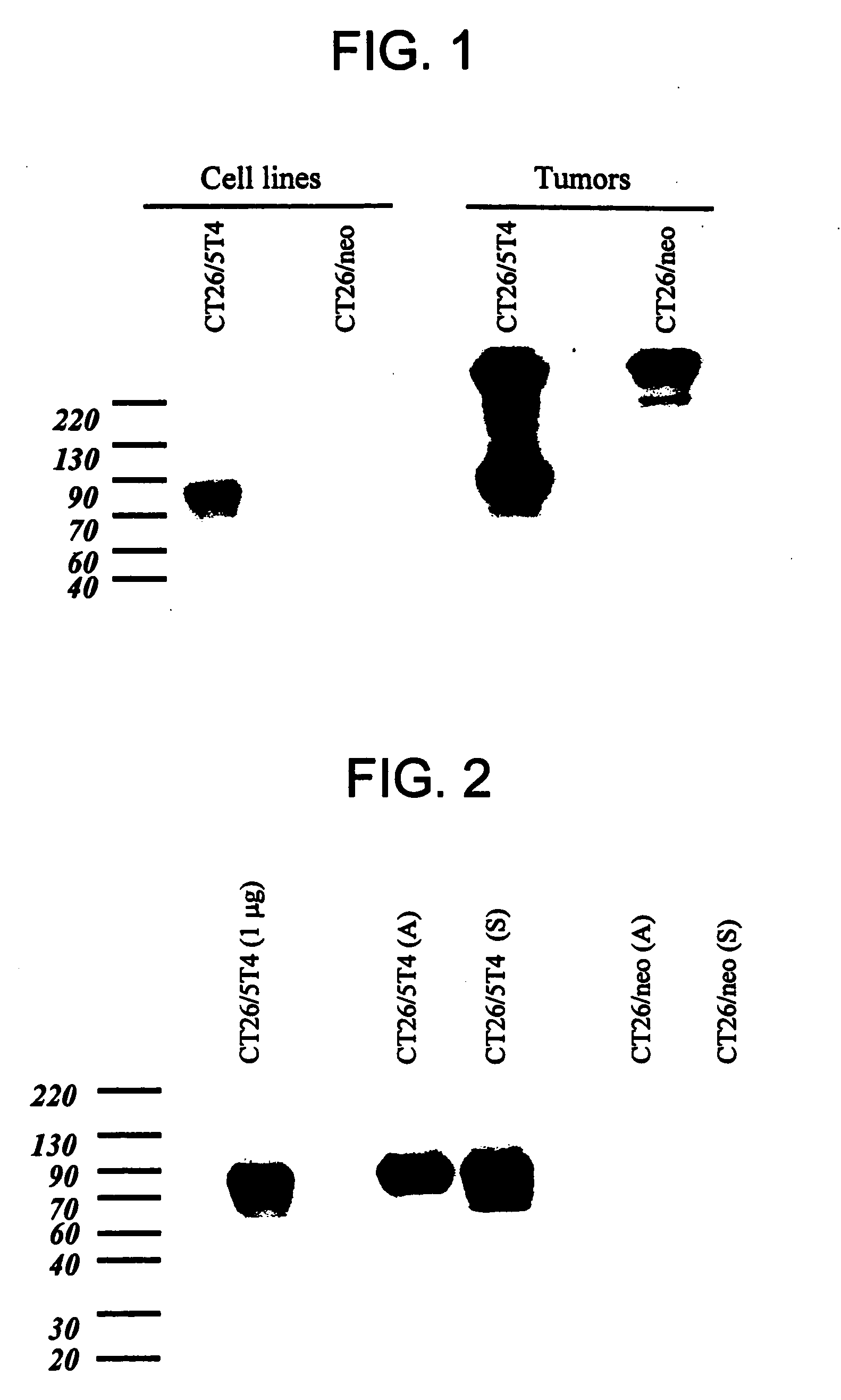 Humanized anti-5T4 antibodies and anti-5T4/calicheamicin conjugates