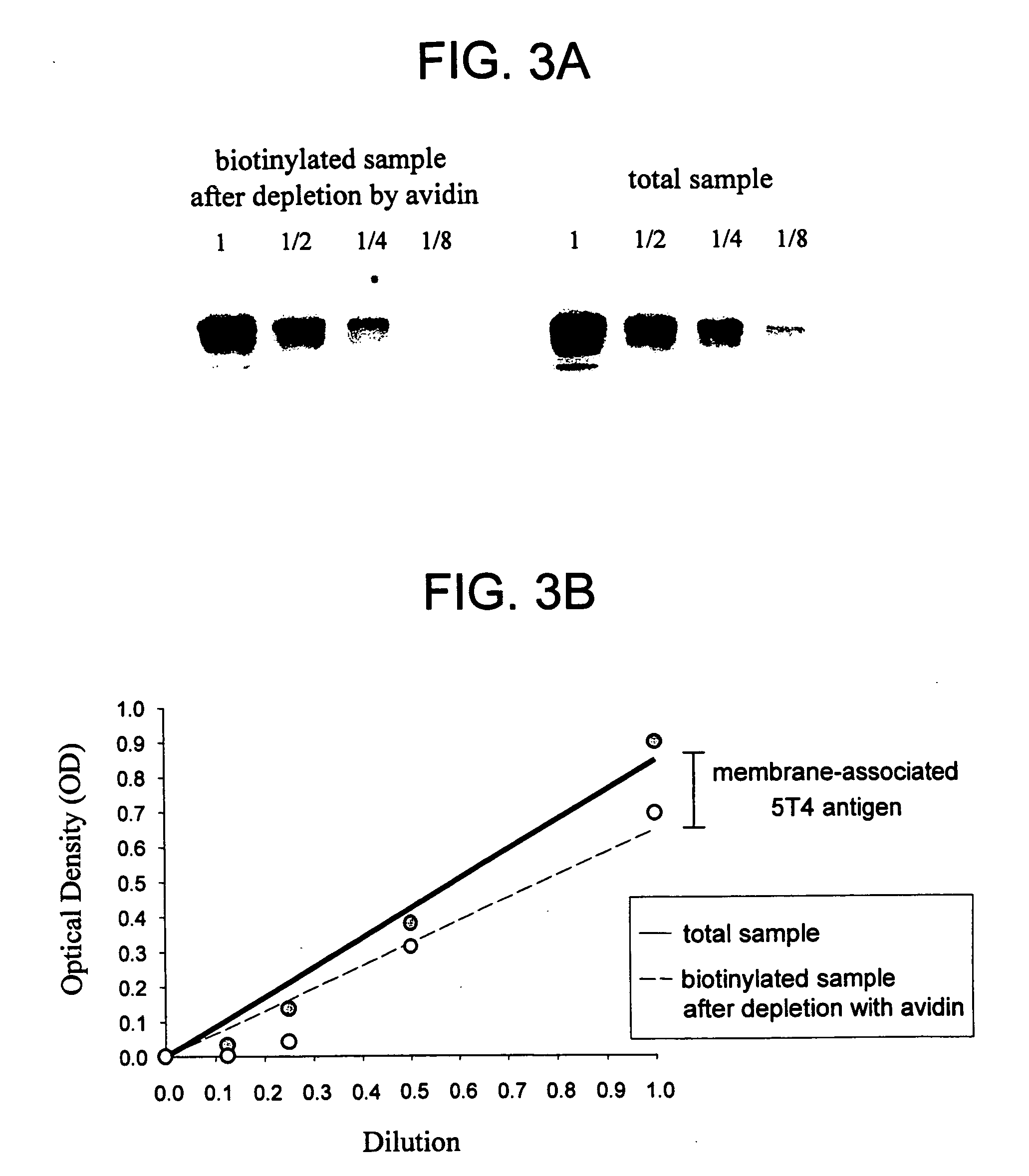 Humanized anti-5T4 antibodies and anti-5T4/calicheamicin conjugates