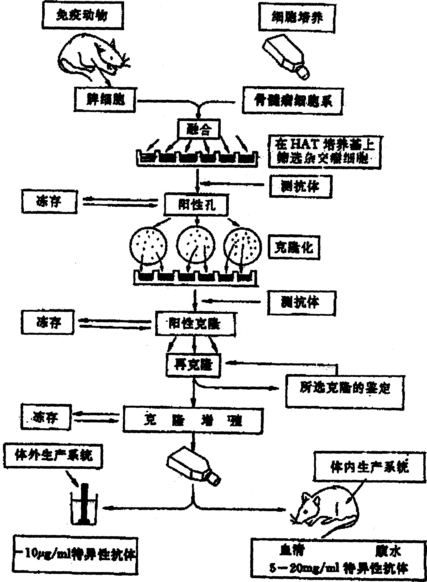 Process for preparing chicken colibacillus pilus monoclonal antibody