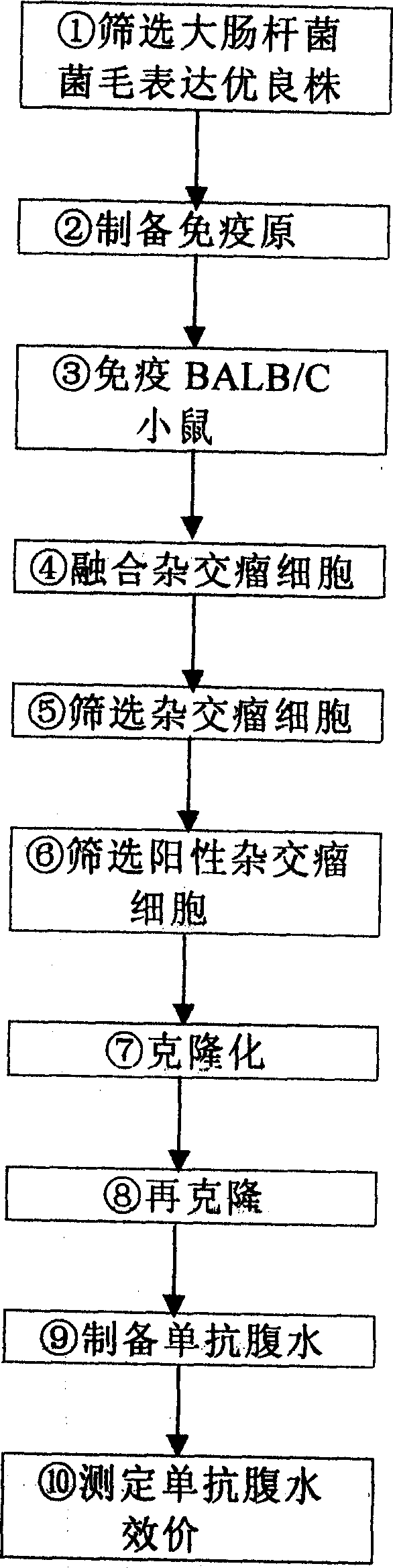 Process for preparing chicken colibacillus pilus monoclonal antibody