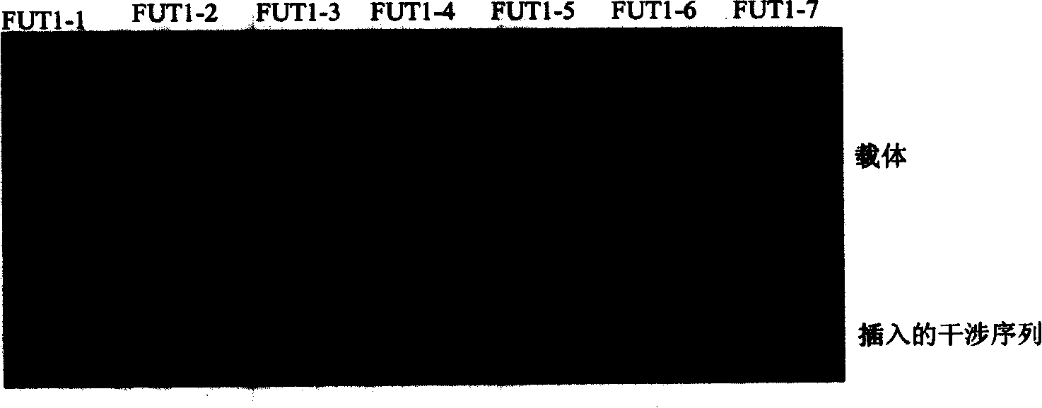 RNA interference sequence and recombinant interference plasmid of fucosyl transferase I and IV for suppressing synthesis of LeY carbohydrate antigen