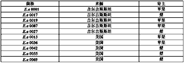 Method for measuring pathogenicity of pear fire blight bacteria by means of in-vitro water culture approach for fragrant pear branches